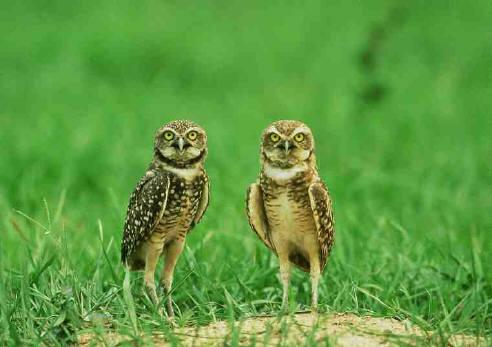 Burrowing Owls